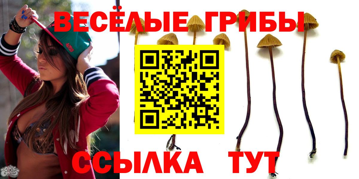Галлюциногенные грибы Psilocybine cubensis Киселёвск